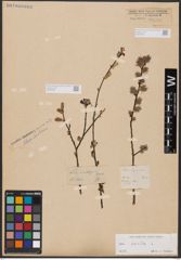 Foto von Salix aurita L.